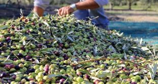 حامد: بسبب قلة الهطلات المطرية انخفاض في إنتاج السويداء من الزيتون