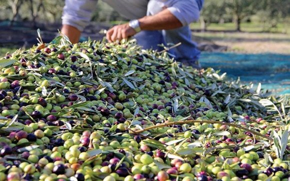 حامد: بسبب قلة الهطلات المطرية انخفاض في إنتاج السويداء من الزيتون