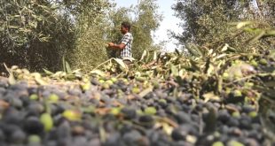 مزارعو الزيتون محكومون بشروط المعاصر وتراجع إنتاج الزيت 
